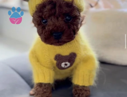 Güzelliğiyle ve Sempatik Görünümü İle Göz Kamaştıran Poodle Yavruları - 7184