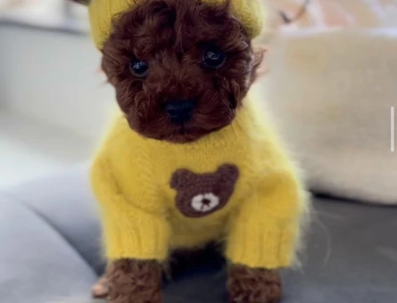 Güzelliğiyle ve Sempatik Görünümü İle Göz Kamaştıran Poodle Yavruları - 7184