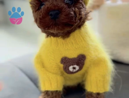 Güzelliğiyle ve Sempatik Görünümü İle Göz Kamaştıran Poodle Yavruları - 7184 - Görsel 3