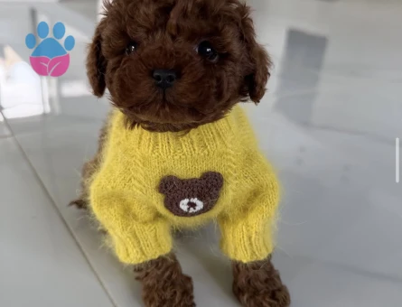 Güzelliğiyle ve Sempatik Görünümü İle Göz Kamaştıran Poodle Yavruları - 7184 - Görsel 4