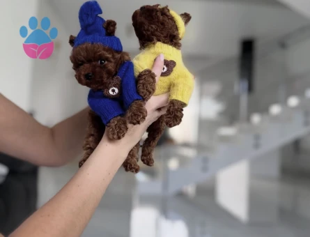 Güzelliğiyle ve Sempatik Görünümü İle Göz Kamaştıran Poodle Yavruları - 7184 - Görsel 5
