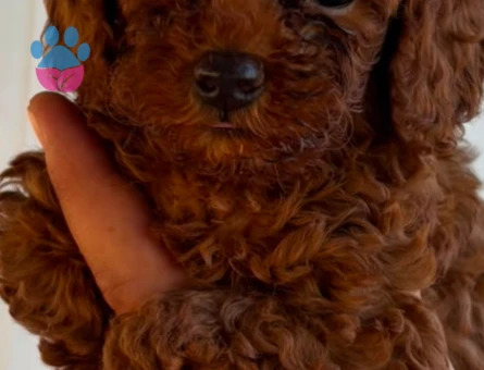 en mini en tatli maltipoo tüy dökmez - 7185 - Görsel 3