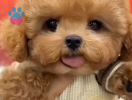 en mini en tatli maltipoo tüy dökmez - 7185