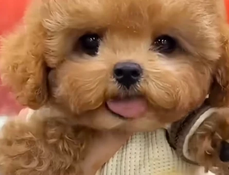 en mini en tatli maltipoo tüy dökmez - 7185