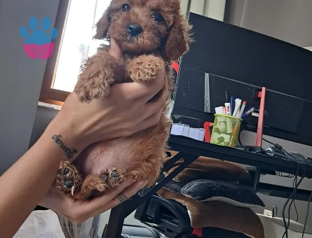 en mini en tatli maltipoo tüy dökmez - 7185 - Görsel 4