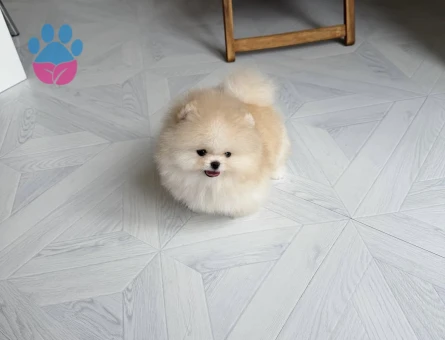 Pamuk Gibi Tüyleriyle Teddy Surat Pomeranian Yavrumuz - 7186 - Görsel 3