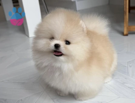 Pamuk Gibi Tüyleriyle Teddy Surat Pomeranian Yavrumuz - 7186