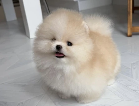 Pamuk Gibi Tüyleriyle Teddy Surat Pomeranian Yavrumuz - 7186