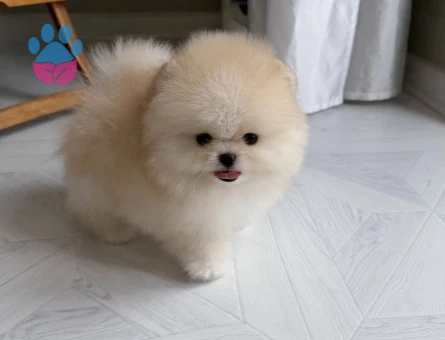 Pamuk Gibi Tüyleriyle Teddy Surat Pomeranian Yavrumuz - 7186 - Görsel 4