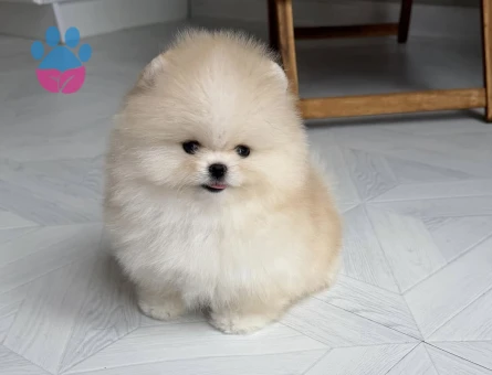 Pamuk Gibi Tüyleriyle Teddy Surat Pomeranian Yavrumuz - 7186 - Görsel 5