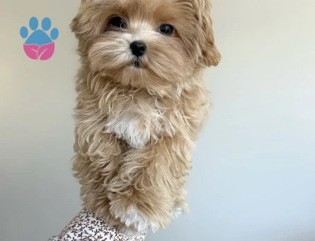 Nadir Güzellikte Maltipoo Yavruları - 7188 - Görsel 3