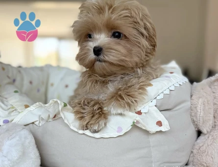 Nadir Güzellikte Maltipoo Yavruları - 7188