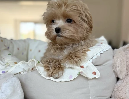 Nadir Güzellikte Maltipoo Yavruları - 7188