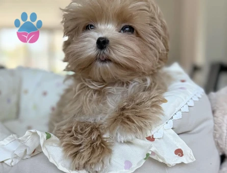 Nadir Güzellikte Maltipoo Yavruları - 7188 - Görsel 4