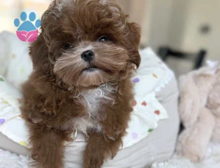 Tatlılığına Hayran Kalacağınız Maltipoo Yavruları - 7189 - Görsel 3