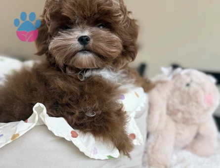 Tatlılığına Hayran Kalacağınız Maltipoo Yavruları - 7189