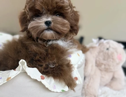 Tatlılığına Hayran Kalacağınız Maltipoo Yavruları - 7189