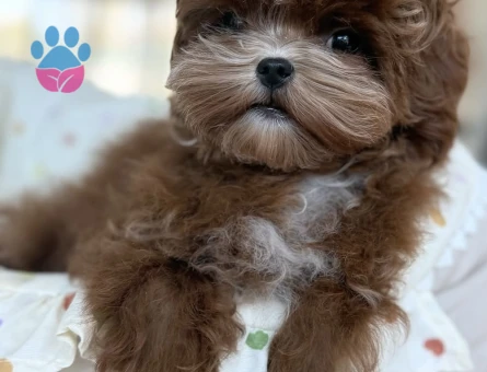 Tatlılığına Hayran Kalacağınız Maltipoo Yavruları - 7189 - Görsel 4