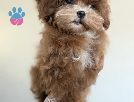 Tatlılığına Hayran Kalacağınız Maltipoo Yavruları - 7189 - Görsel 5