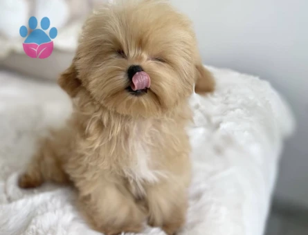 Oyuncu ve Sevimli Maltipoo Yavruları - 7190 - Görsel 3