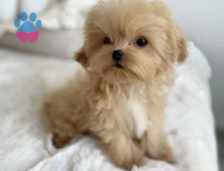 Oyuncu ve Sevimli Maltipoo Yavruları - 7190