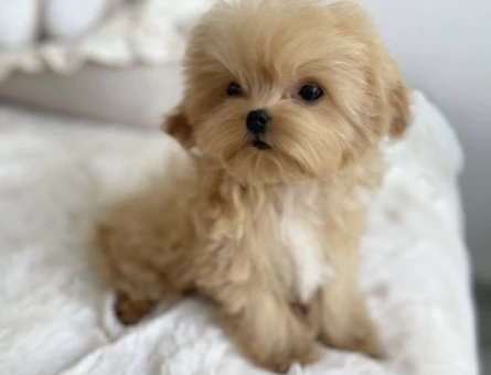 Oyuncu ve Sevimli Maltipoo Yavruları - 7190