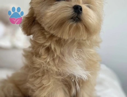 Oyuncu ve Sevimli Maltipoo Yavruları - 7190 - Görsel 4