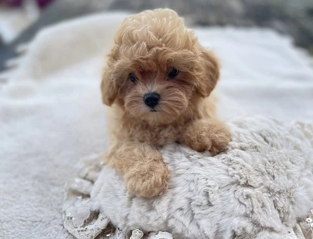 Masum Bakışlı, Tatlı Karakterli Maltipoo’lar - 7191