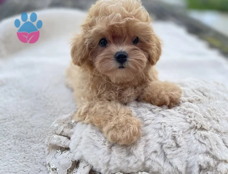 Masum Bakışlı, Tatlı Karakterli Maltipoo’lar - 7191 - Görsel 4