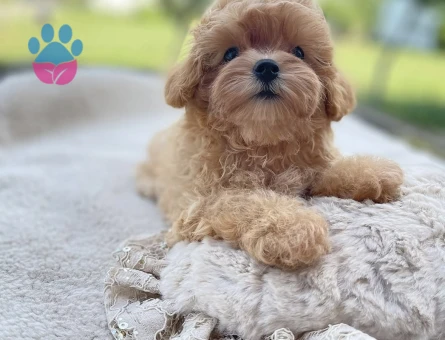 Masum Bakışlı, Tatlı Karakterli Maltipoo’lar - 7191 - Görsel 3