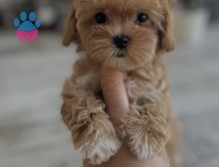Bu Minik Maltipoo Yavrularına Hayır Demek Çok Zor - 7192