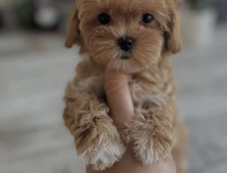 Bu Minik Maltipoo Yavrularına Hayır Demek Çok Zor - 7192