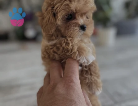 Bu Minik Maltipoo Yavrularına Hayır Demek Çok Zor - 7192 - Görsel 4