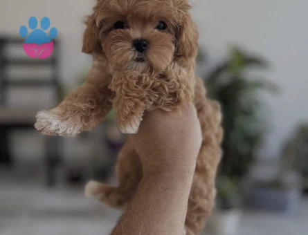 Bu Minik Maltipoo Yavrularına Hayır Demek Çok Zor - 7192 - Görsel 3
