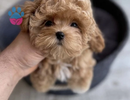 Pamuk Gibi Tüyleriyle Minik Maltipoo Yavruları - 7193
