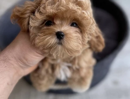 Pamuk Gibi Tüyleriyle Minik Maltipoo Yavruları - 7193