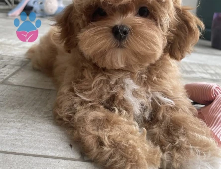 Pamuk Gibi Tüyleriyle Minik Maltipoo Yavruları - 7193 - Görsel 3