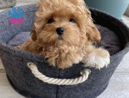 Pamuk Gibi Tüyleriyle Minik Maltipoo Yavruları - 7193 - Görsel 5