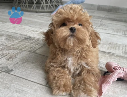 Pamuk Gibi Tüyleriyle Minik Maltipoo Yavruları - 7193 - Görsel 4