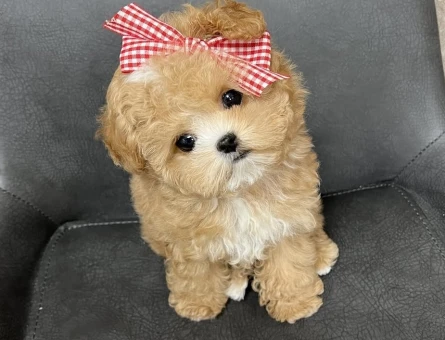 en uygun fiyat garantisi ile maltipoo - 7194