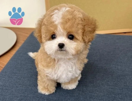 en uygun fiyat garantisi ile maltipoo - 7194 - Görsel 3