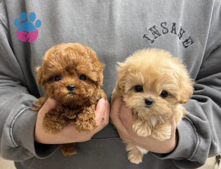 en uygun fiyat garantisi ile maltipoo - 7194 - Görsel 4