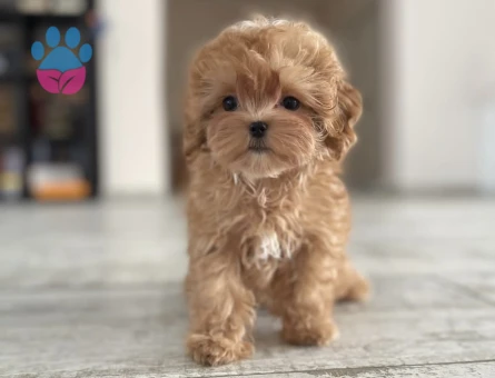 Irk ve Sağlık Garantili Sevimli Maltipoo Yavruları - 7195