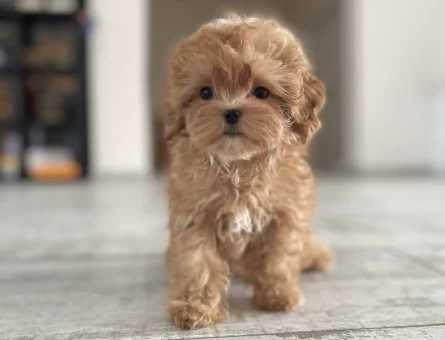 Irk ve Sağlık Garantili Sevimli Maltipoo Yavruları - 7195