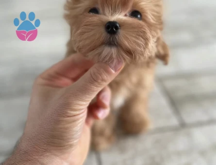 Irk ve Sağlık Garantili Sevimli Maltipoo Yavruları - 7195 - Görsel 3