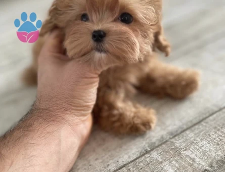 Irk ve Sağlık Garantili Sevimli Maltipoo Yavruları - 7195 - Görsel 4