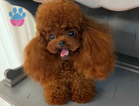 en iyi fiyat garantisi ile korea poodle yavrular - 7196