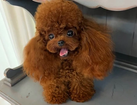 en iyi fiyat garantisi ile korea poodle yavrular - 7196