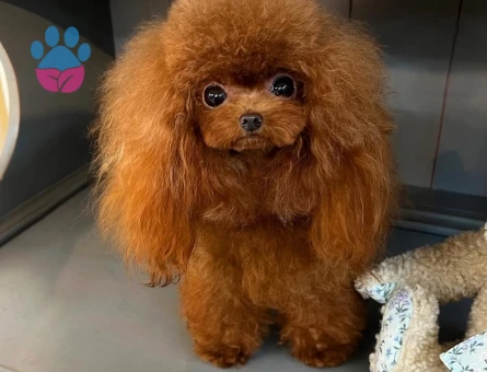 en iyi fiyat garantisi ile korea poodle yavrular - 7196 - Görsel 3