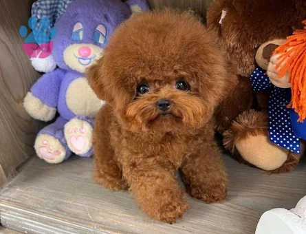 en iyi fiyat garantisi ile korea poodle yavrular - 7196 - Görsel 4